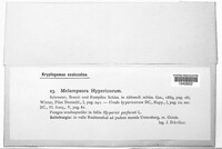 Melampsora hypericorum image